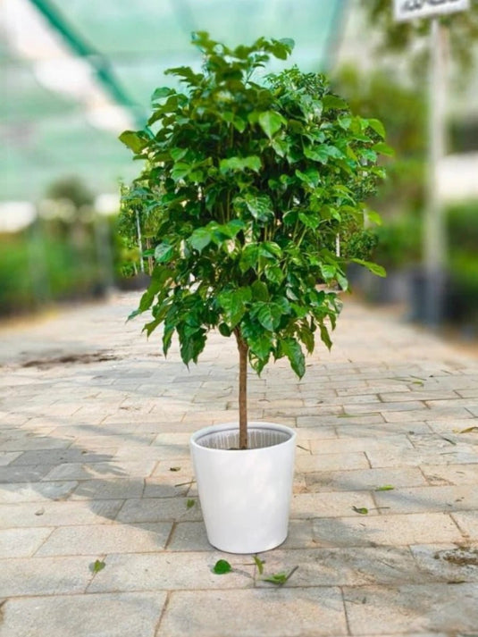 Red Machira (China Doll) | Large Size | Nursery and Ceramic Pot - Freshplants