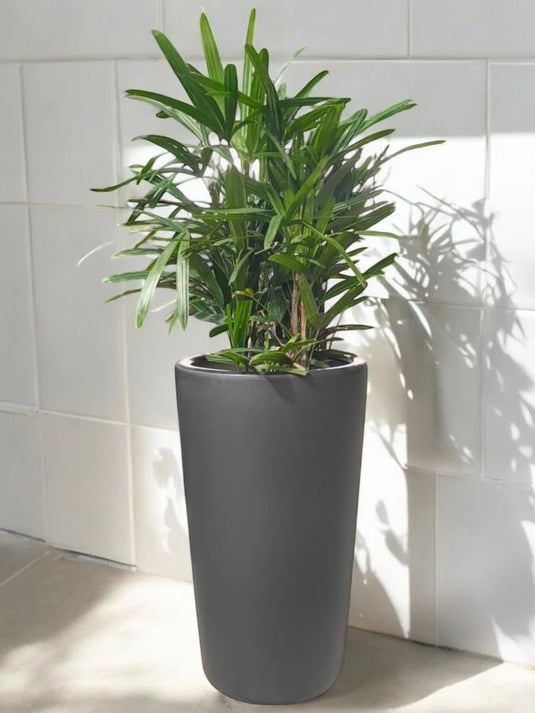 Rhapis Excelsa | Broadleaf Lady Palm | 50 - 70cm | Black Long Ceramic Pot - Freshplants