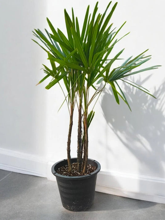 Rhapis Excelsa | Broadleaf Lady Palm | Outdoor Plant | Large Size - Freshplants