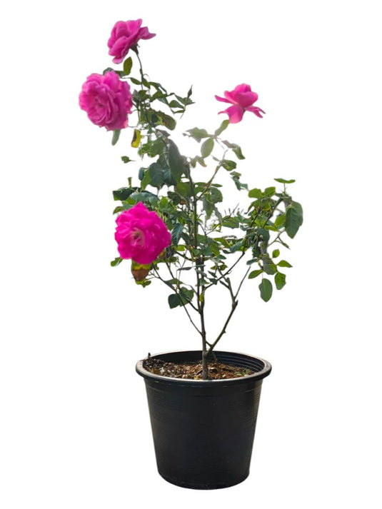 Roses | Flowering Plant | Outdoor Plant | 40 - 50 cm - Freshplants