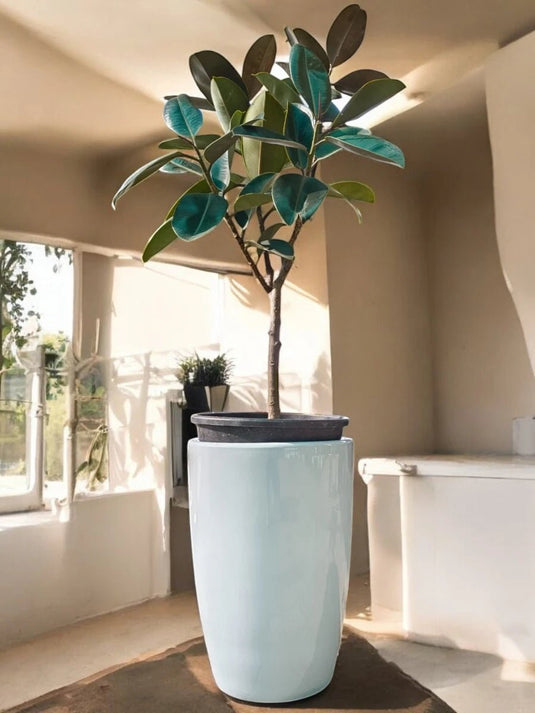 Rubber Plant | 100 - 120 cm | Silver Grey Ceramic Long Pot - Freshplants