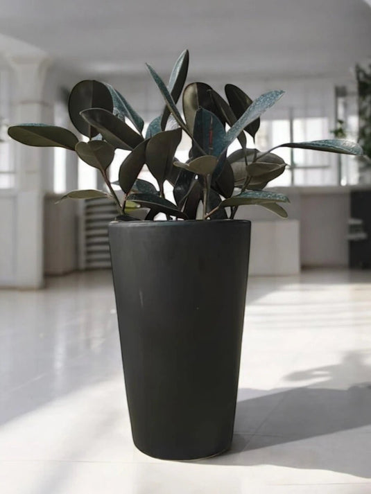 Rubber Plant | 40 - 60 cm | Black Long Ceramic Pot - Freshplants