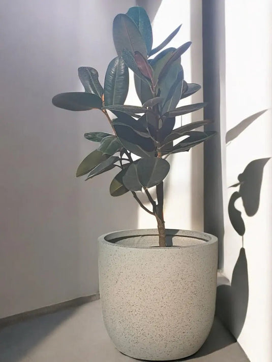 Rubber Plant | 80 - 100 cm | Fiber Pot Included - Freshplants