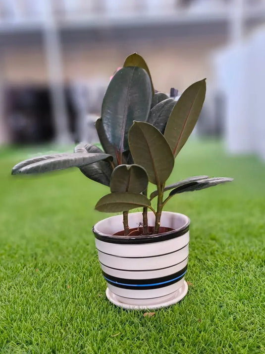 Rubber Plant | Ficus Elastica |Indoor Plant | 30cm - 140cm | Small - Large | Repotting Nursery or Ceramic pot - Freshplants