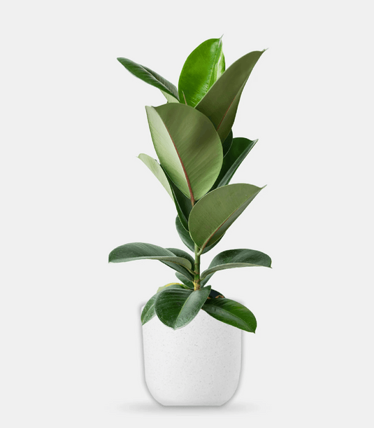 Rubber Plant | Ficus Elastica |Indoor Plant | 30cm - 140cm | Small - Large | Repotting Nursery or Ceramic pot - Freshplants