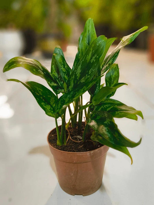 Rubber plant Variegated - Freshplants