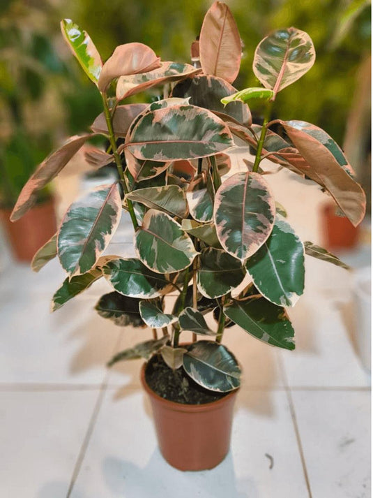 Rubber plant Variegated - Freshplants