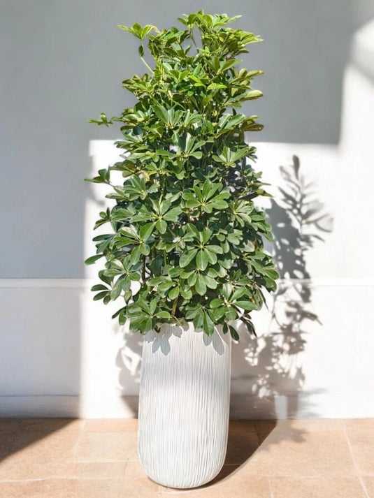 Saplera | 130 - 150 cm | Long Ceramic Pot - Freshplants