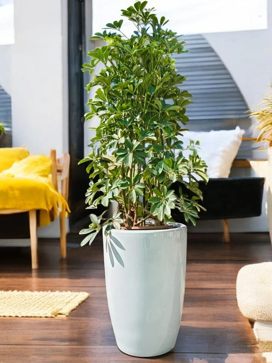 Saplera | 140 - 150 cm | Silver Grey Ceramic Long Pot - Freshplants