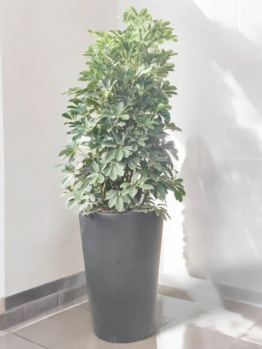 Saplera | 80 - 100 cm | Black Long Ceramic Pot Included - Freshplants