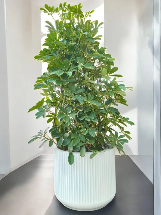 Saplera | 90 - 110 cm | Fiber Pot Included - Freshplants