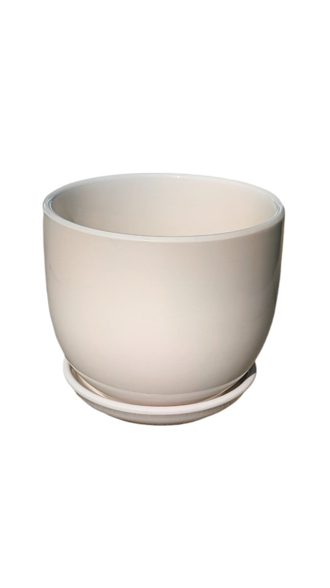 Small White Gold Ceramic Pot - Freshplants