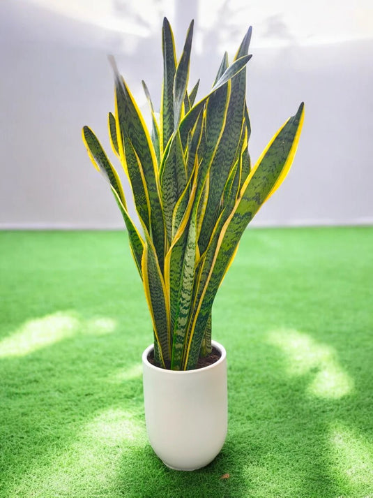 Snake Plant | Indoor Plant Sansevieria | 30cm - 80cm | Small - Large | Nursery, Ceramic UAE Delivery - Freshplants