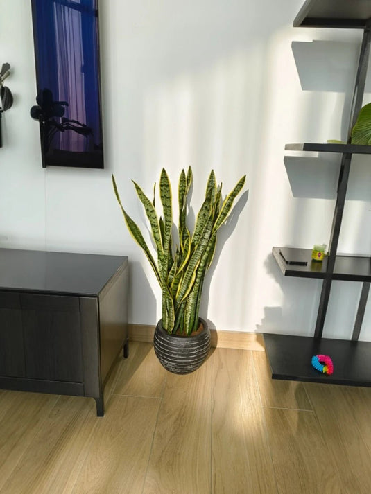 Snake Plant | Indoor Plant Sansevieria | 60 - 90cm | Fiber Pot Included - Freshplants