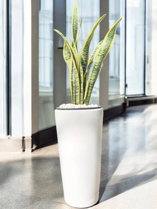 Snake Plant | Indoor Plant Sansevieria | 60 - 90cm | White Ceramic Long Pot - Freshplants