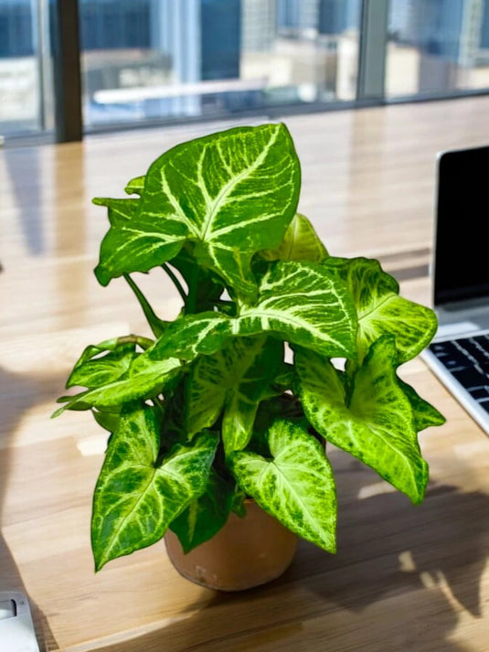 Syngonium | Syngonium Podophyllum, Arrow Head Plant | Indoor Plant | Nursery, Ceramic Pot | Freshplants| - Freshplants