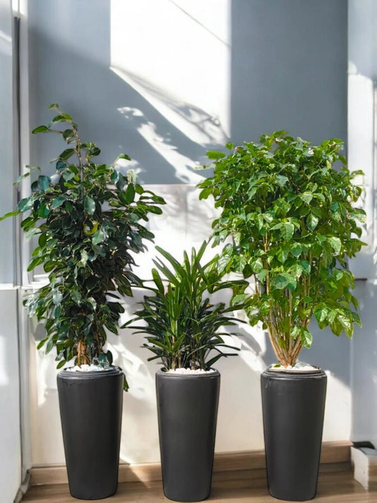 The Green Glow Trio | Ficus Benjamina, Rhapis, Radermachera Plant | Black Ceramic Long Pot Set - Freshplants