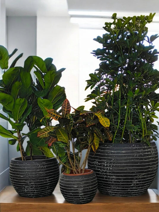 The Lush Trio Bundle | Saplera, Croton and Ficus lyrata | Fiber Pots Included - Freshplants