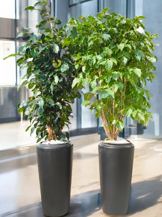 The Majestic Greens Set | Ficus Benjamina, Rhapis | Black Long Ceramic Pot Set - Freshplants