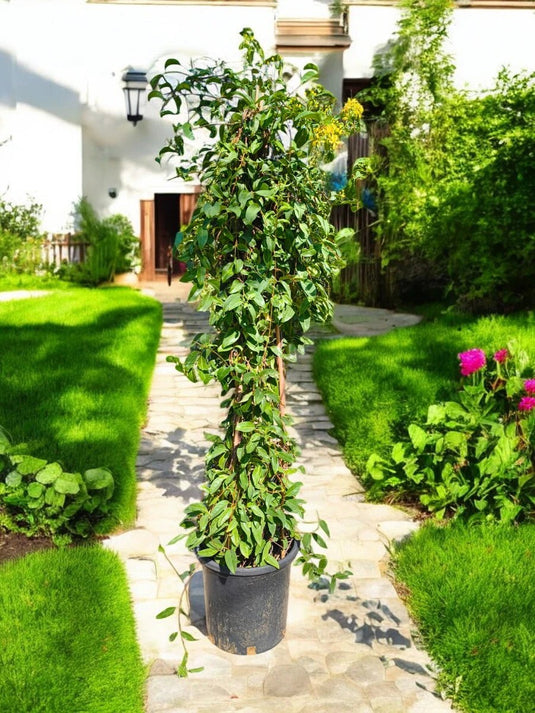 Tristellateia Australasiae | Shower of Gold | Outdoor Plant | 180 - 200 cm - Freshplants