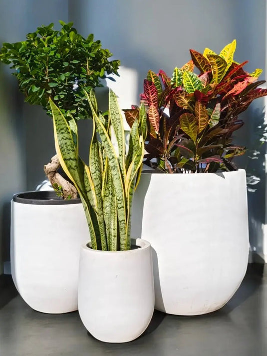 Tropical Elegance Trio | Indoor Bundle | Croton, Ficus Panda S Shape, Snake Plant | Fibre Pot - Freshplants