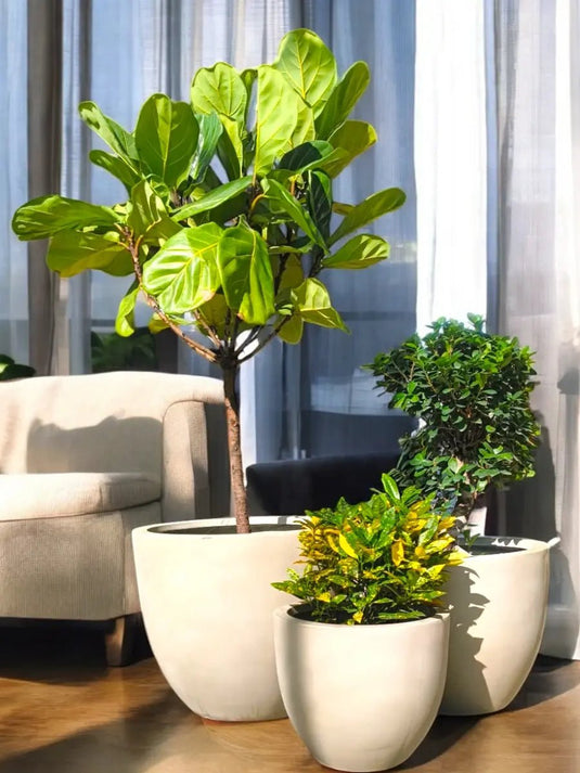 Tropical Fusion Bundle | Ficus Lyrata, Croton, Ficus Panda S Shape | Grey Fiber Pot Set Included - Freshplants