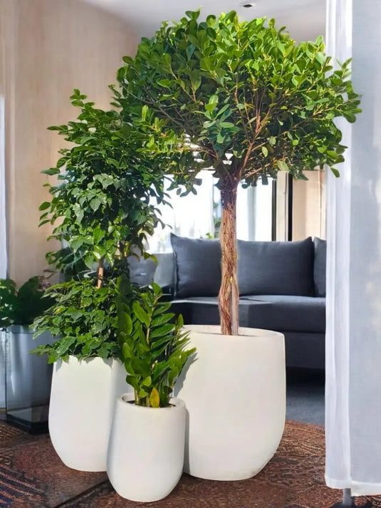 Urban Jungle Bundle | Ficus One Head, Radermachera 2 Step, Zamia Plant | Fiber Pot Set Included - Freshplants