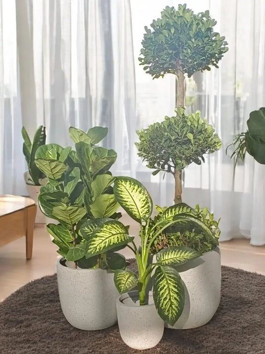 Urban Jungle Set | Ficus Panda 3 Step, Ficus Lyrata 3PP, Dieffenbachia Plant | Grey Fiber Pot Set Included - Freshplants