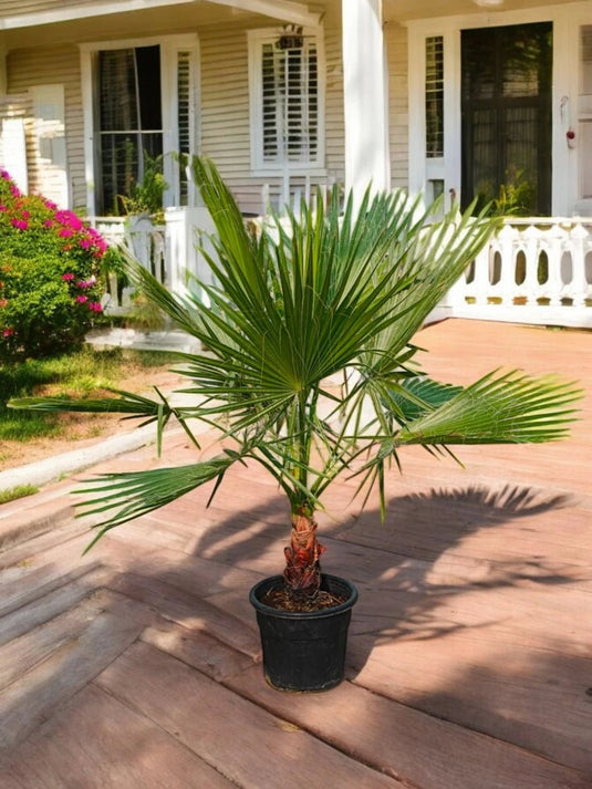 Washingtonia Palm | Outdoor Plant | 40 - 160 cm - Freshplants