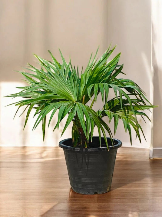 Washingtonia Palm | Outdoor Plant | 40 - 160 cm - Freshplants