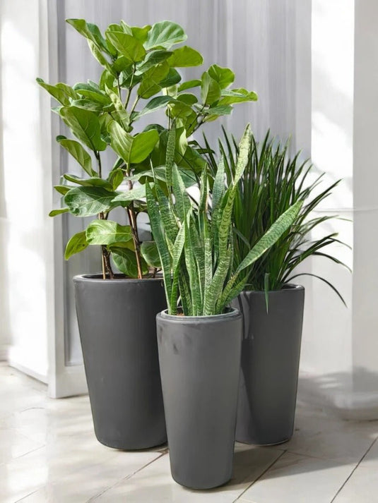 Workspace Wellness Greens | Ficus Lyrata 3PP , Yucca, Snake Plant | Black Long Ceramic Pot Set - Freshplants