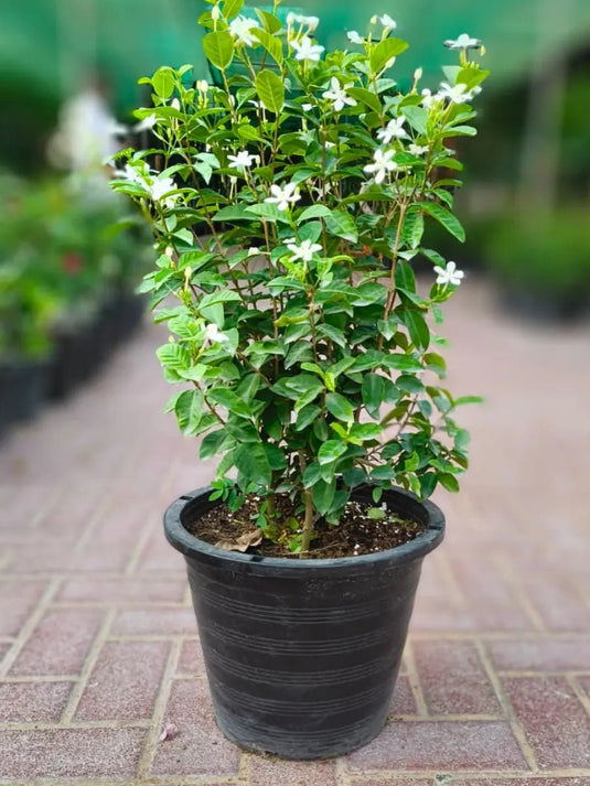 Wrightia Milky Way | Low maintenance | 40 - 60 cm Nursery Pot - Freshplants