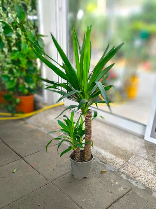 Yucca Elephantipes - Spineless Yucca | 80 - 100 cm | Nursery Pot - Freshplants