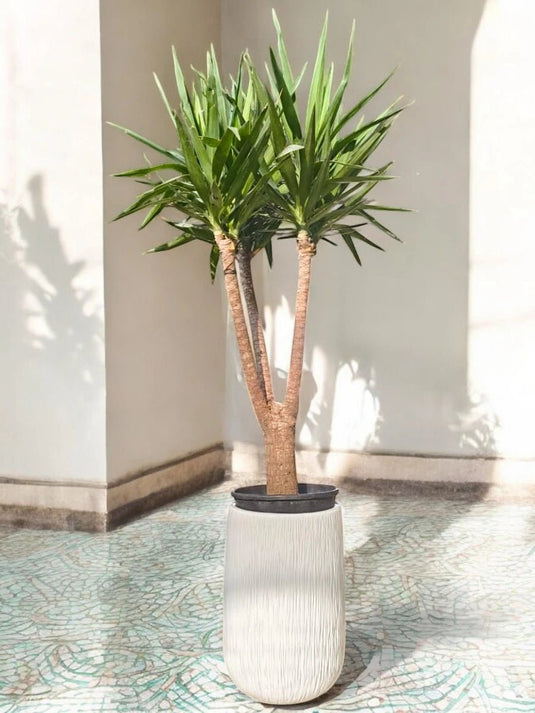 Yucca Gloriosa or Spanish - dagger | 170 - 190cm | Long Ceramic Pot - Freshplants