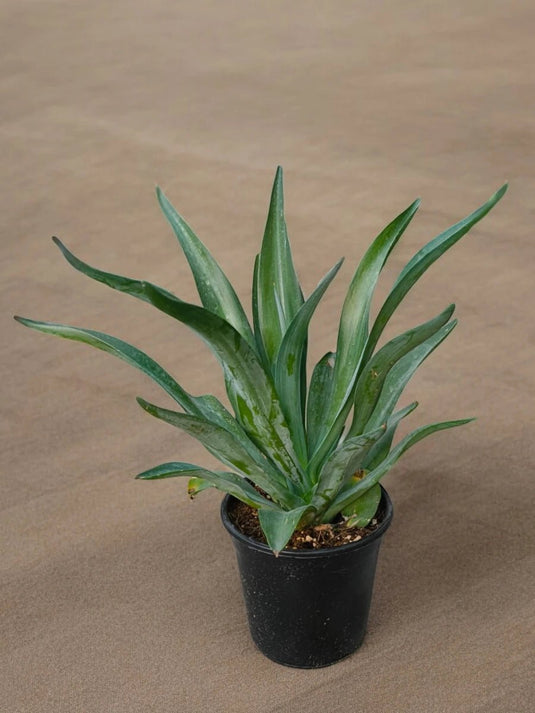 Yucca Gloriosa or Spanish - dagger | 40 - 50 cm | Nursery Pot - Freshplants