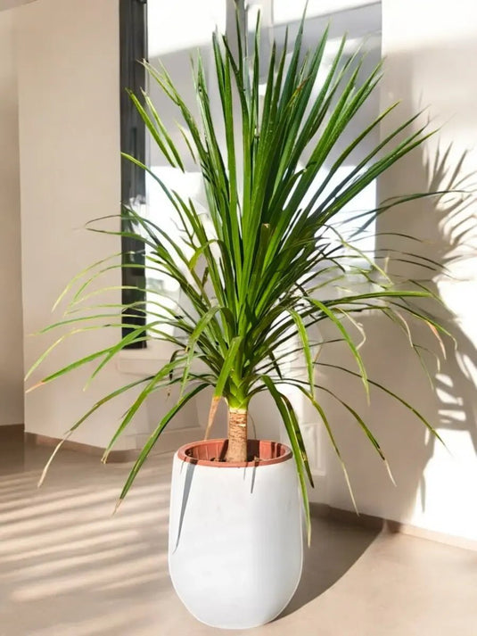 Yucca Gloriosa or Spanish - dagger | 50 - 70cm | Fiber Pot Included - Freshplants