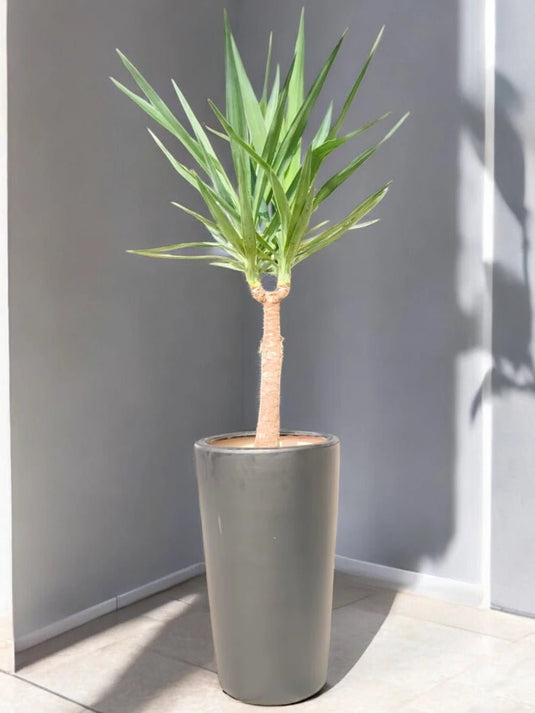 Yucca Gloriosa or Spanish - dagger | 70 - 90cm | Black Long Ceramic Pot - Freshplants