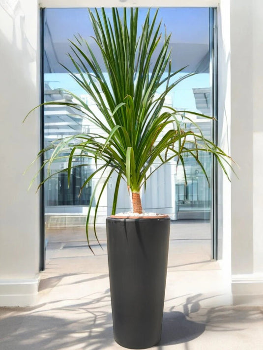 Yucca Gloriosa or Spanish - dagger | 70 - 90cm | Black Long Ceramic Pot - Freshplants