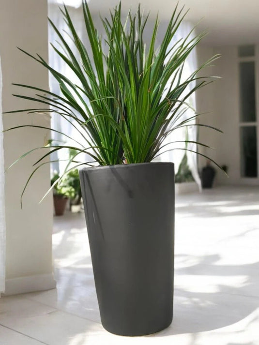 Yucca Plant | 70 - 90cm | Black Long Ceramic Pot - Freshplants