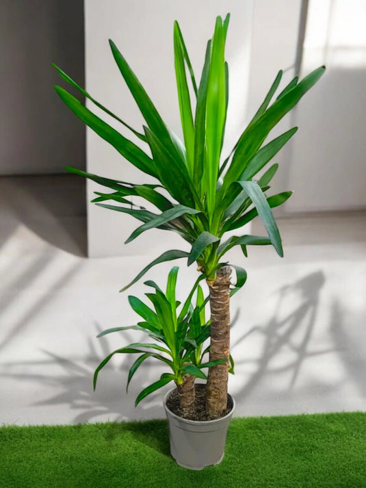 Yucca Tree | Indoor Plant UAE | 80 - 200cm | Nursery, Ceramic Pot | Freshplants - Freshplants