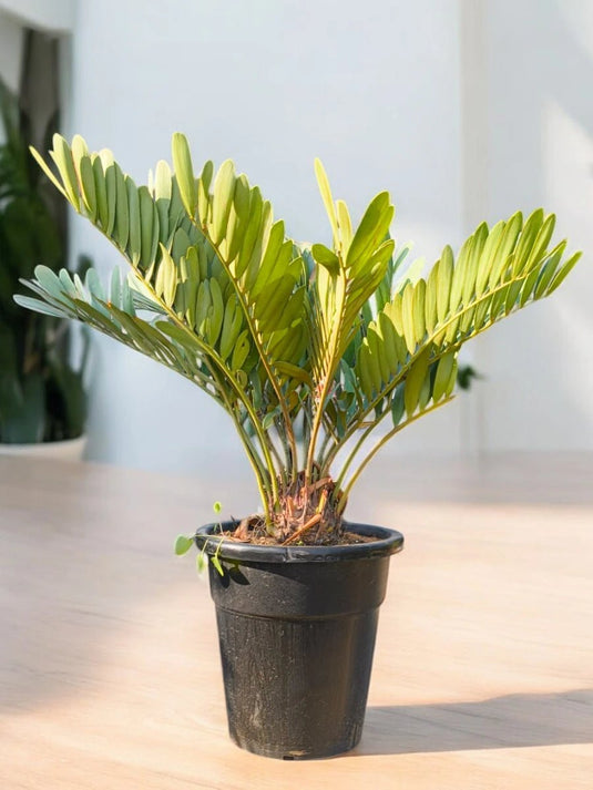 Zamia - ZZ Plant | Outdoor Plant | 70 - 90 cm - Freshplants