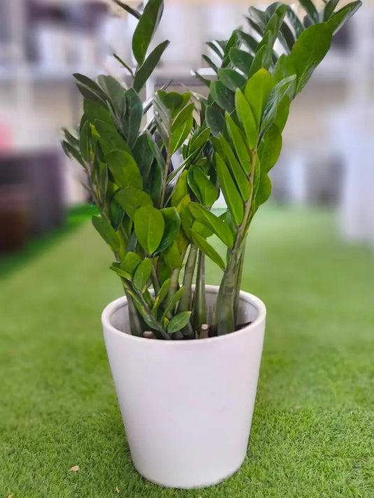 Zamia ZZ plant | Zamioculcas Zamiifoliat | Cheap Indoor Plant | Freshplants | 30 - 120cm | Nursery, Ceramic Pots - Freshplants