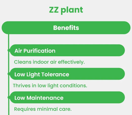 Zamia ZZ plant | Zamioculcas Zamiifoliat | Cheap Indoor Plant | Freshplants | 30 - 120cm | Nursery, Ceramic Pots - Freshplants