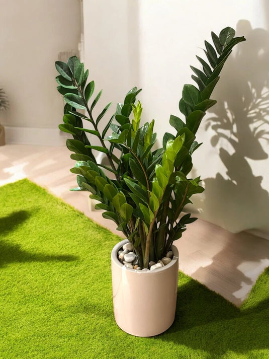 Zamia ZZ plant | Zamioculcas Zamiifoliat | Cheap Indoor Plant | Freshplants | 30 - 120cm | Nursery, Ceramic Pots - Freshplants