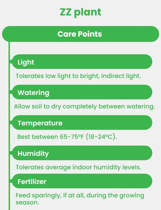 Zamia ZZ plant | Zamioculcas Zamiifoliat | Cheap Indoor Plant | Freshplants | 30 - 120cm | Nursery, Ceramic Pots - Freshplants