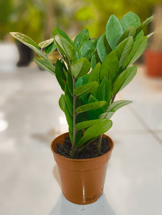 Zamia ZZ plant | Zamioculcas Zamiifoliat | Cheap Indoor Plant | Freshplants | 30 - 120cm | Nursery, Ceramic Pots - Freshplants