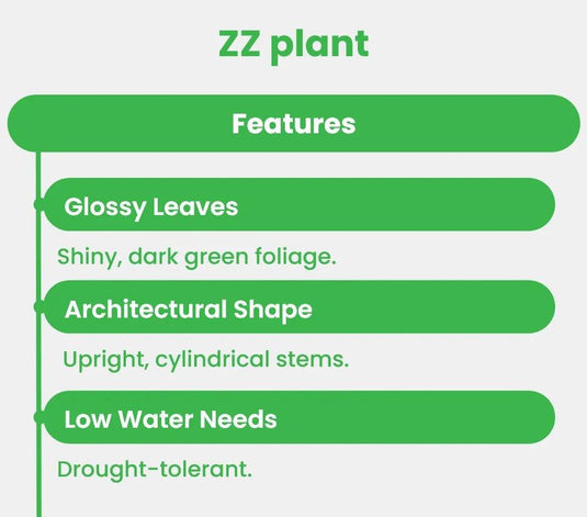 Zamia ZZ plant | Zamioculcas Zamiifoliat | Cheap Indoor Plant | Freshplants | 30 - 120cm | Nursery, Ceramic Pots - Freshplants