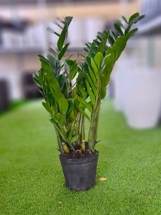 Zamia ZZ plant | Zamioculcas Zamiifoliat | Cheap Indoor Plant | Freshplants | 30 - 120cm | Nursery, Ceramic Pots - Freshplants