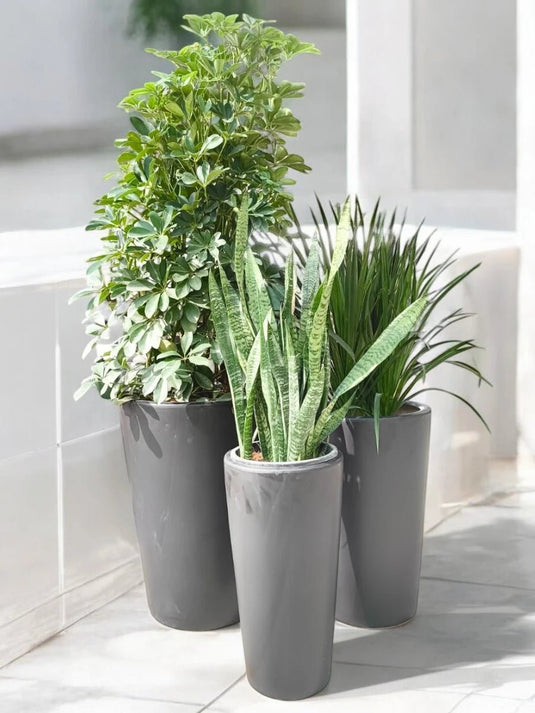 Zen Garden Set | Saplera , Yucca, Snake Plant | Black Long Ceramic Pot Set - Freshplants