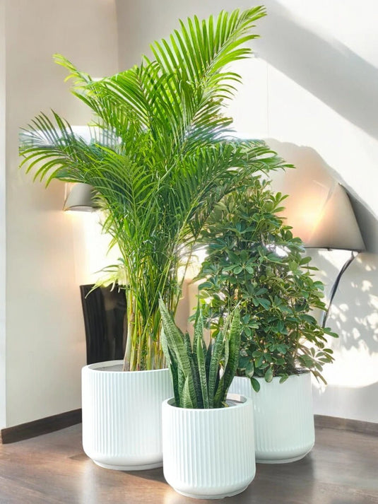 Zen Jungle Set | Areca Palm, Saplera, Snake Plant | Fiber Pot Set Included - Freshplants